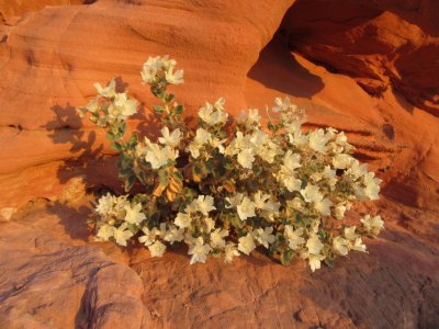 desert flowers