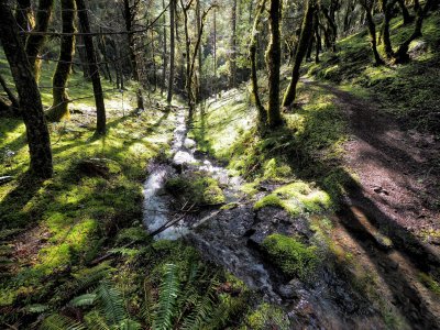 burnt timber trail