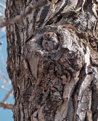 screech owl, Bozeman, Montana