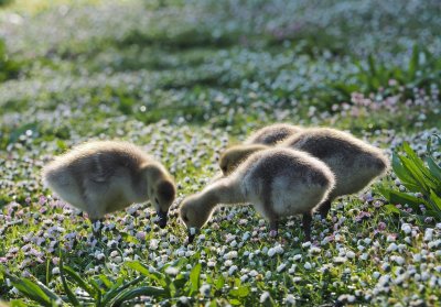 goslings