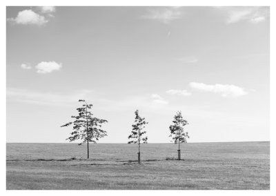 Three baby Oaks