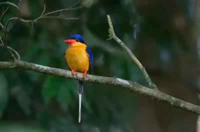 Buff-breasted Paradise Kingfisher
