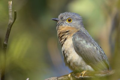 Fan-Tailed Cuckoo