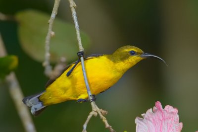 Yellow-Bellied sunbird
