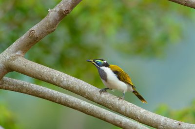 Blue-Faced Honeyeater