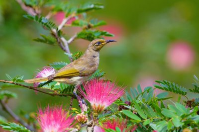 Brown Honeyeater