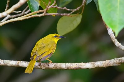 Yellow Honeyeater