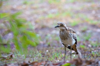 Bush Stone-Curlew