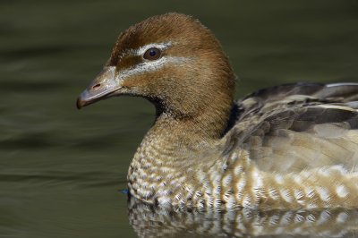 Bonnievale, Royal NP