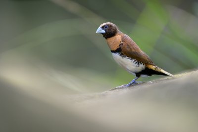 Chestnut-breasted Mannikin