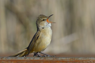 Clamorous Reed-Warbler