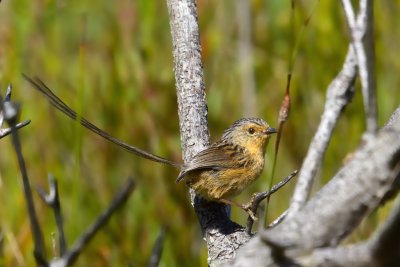 Southern Emu-Wren