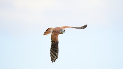 _4SJ6372-r6.jpg