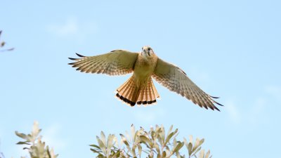 _4SJ6381-r6.jpg