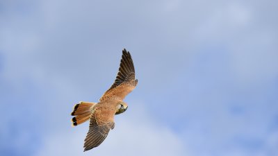 _4SJ6460-r6.jpg