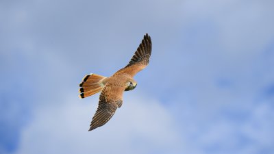 _4SJ6461-r6.jpg
