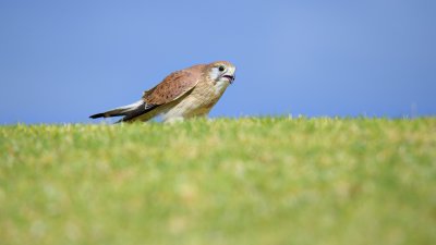 _4SJ6474-r6.jpg