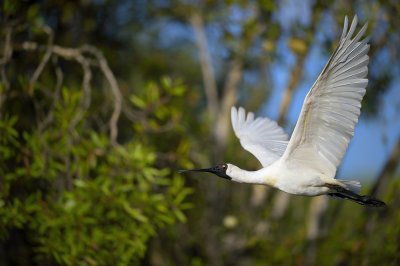 Royal Spoonbill