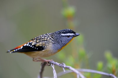 Spotted Pardalote