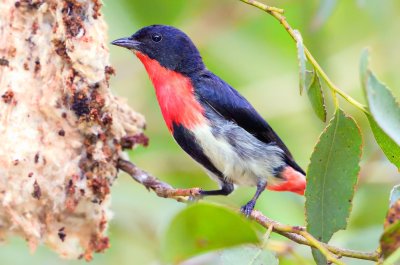 Mistletoebird