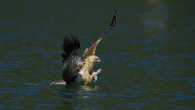 _4SK4496-r6.jpg