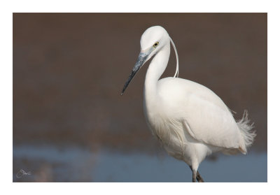 Little Egret