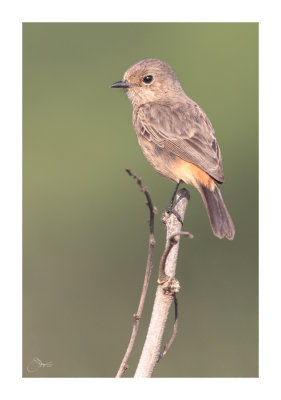 Pied Bushchat Female