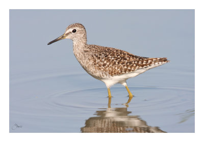 Wood Sandpiper