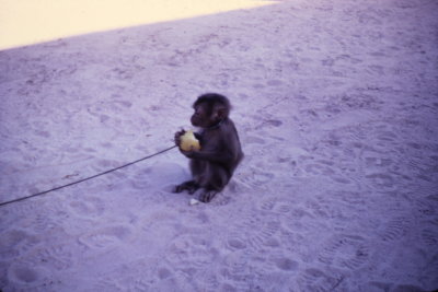 Monkey