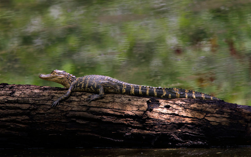 Deep swamp refuge