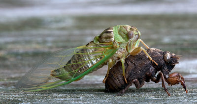 Swamp Cicada 