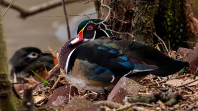 Male Wood Duck in Fall colors