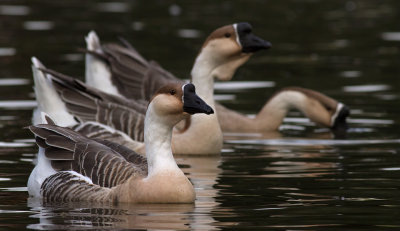 Geese in late light