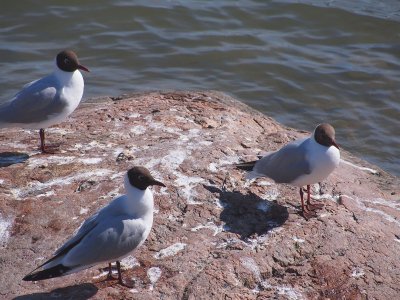 Helsinki.4.27091.jpg
