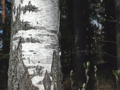 Helsinki.4.27209.jpg