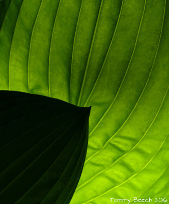 Hosta