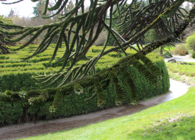 Monkey Puzzle