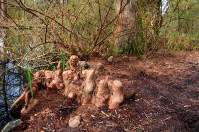 Cypress 'Knees'
