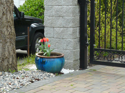 Blue Pot