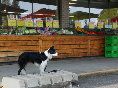 Good Dog!