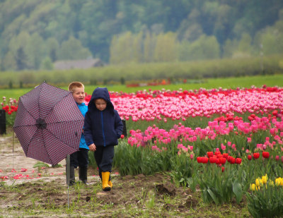 Tulip Fields Aggassiz BC