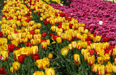 Abbotsford Tulips 2016