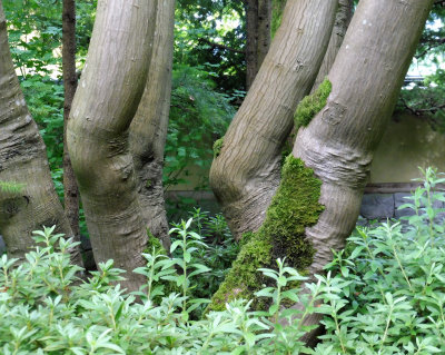 Knobbly knees