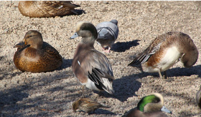 Gadwall (L) and Am. Widgeon(C)