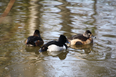 Ring-Necked Ducks 