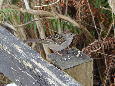 Immature White-crowned Sparrow??