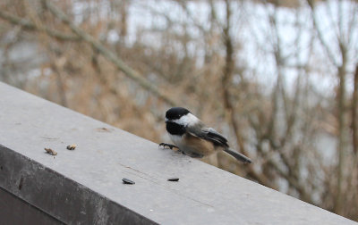 Chestnut-backed Chickadee