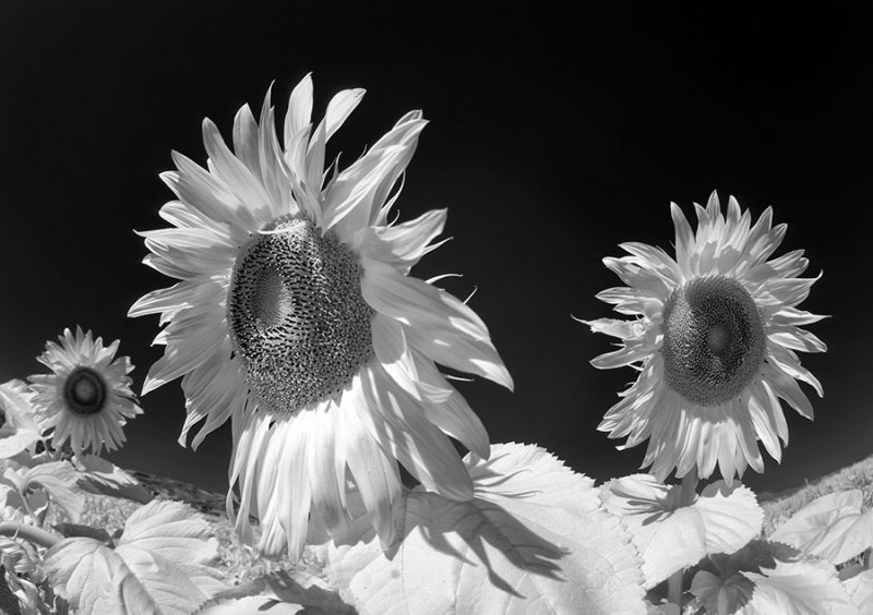 Sunflowers, Hood River, OR