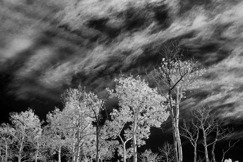 Boulder Mountain Aspens