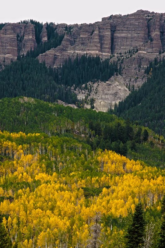 Hillside aspens
